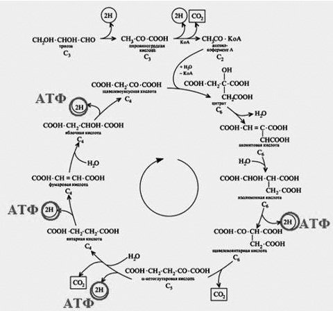Биохимические циклы метаболизма клетки